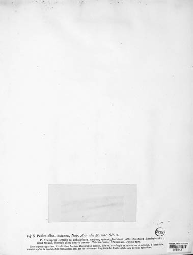 Albotricha albotestacea image